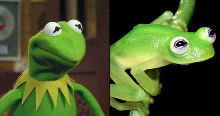 kermit